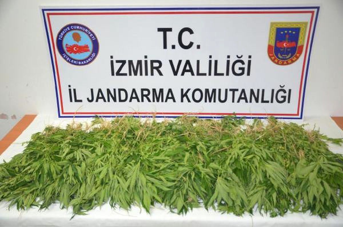 Aliağa\'da Mısır Tarlasına Uyuşturucu Baskını