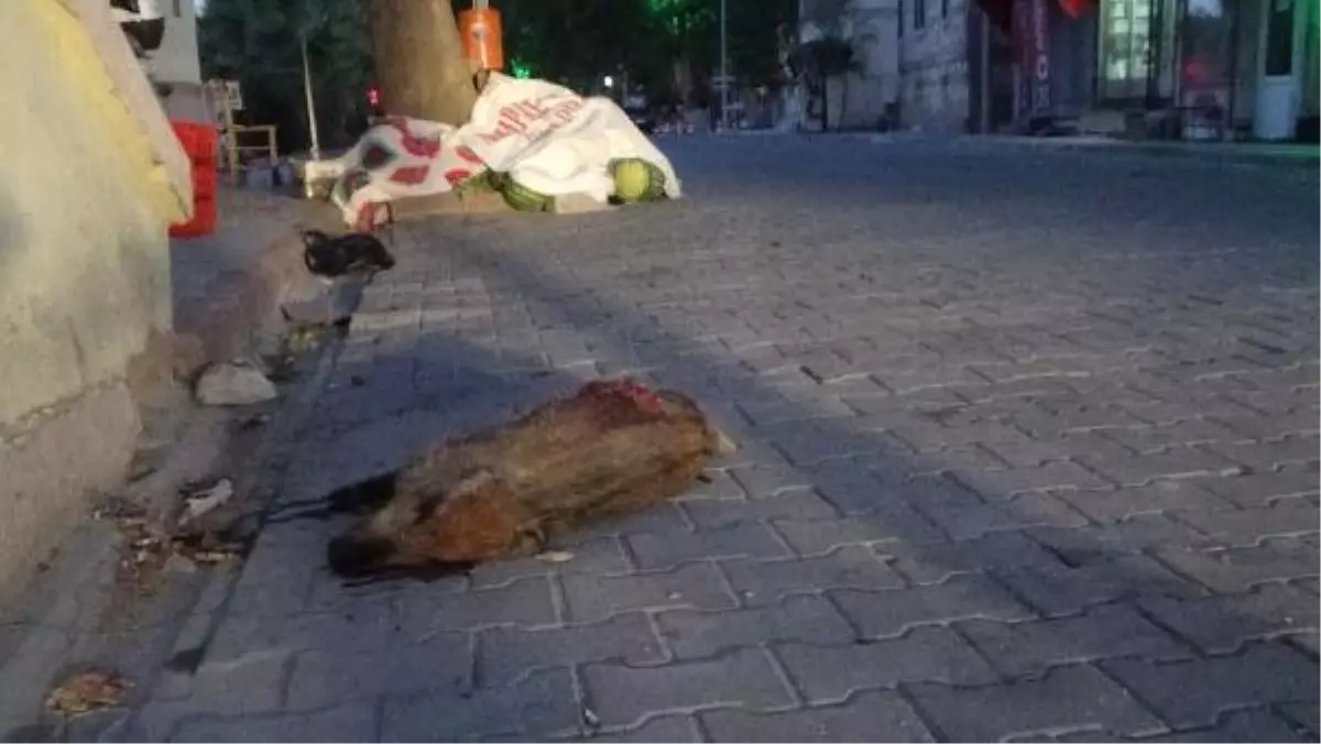 Dağdan Yola İnen Domuz Kamyonet Çarpınca Telef Oldu