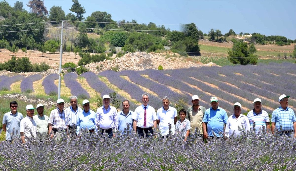 Denizli\'de Tıbbi ve Aromatik Bitkiler Hasat Günü Yapıldı