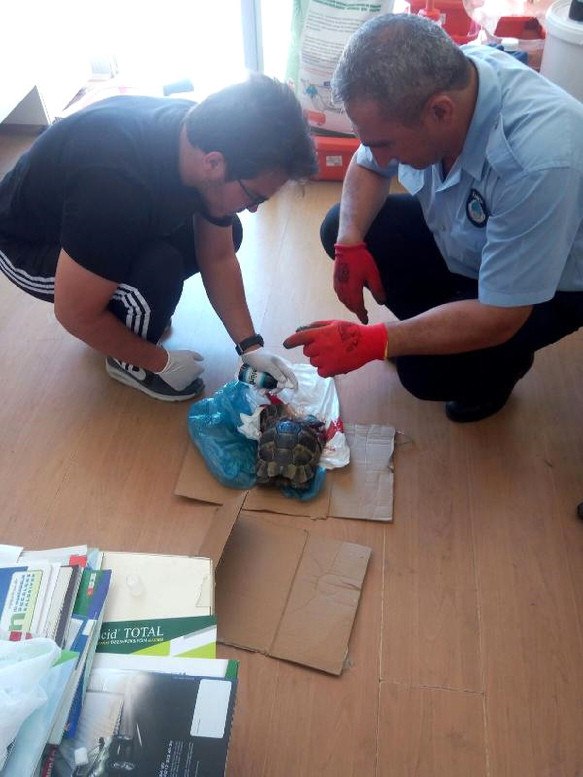 Felçli Kedi ve Yaralı Kaplumbağaya Zabıta Sahip Çıktı
