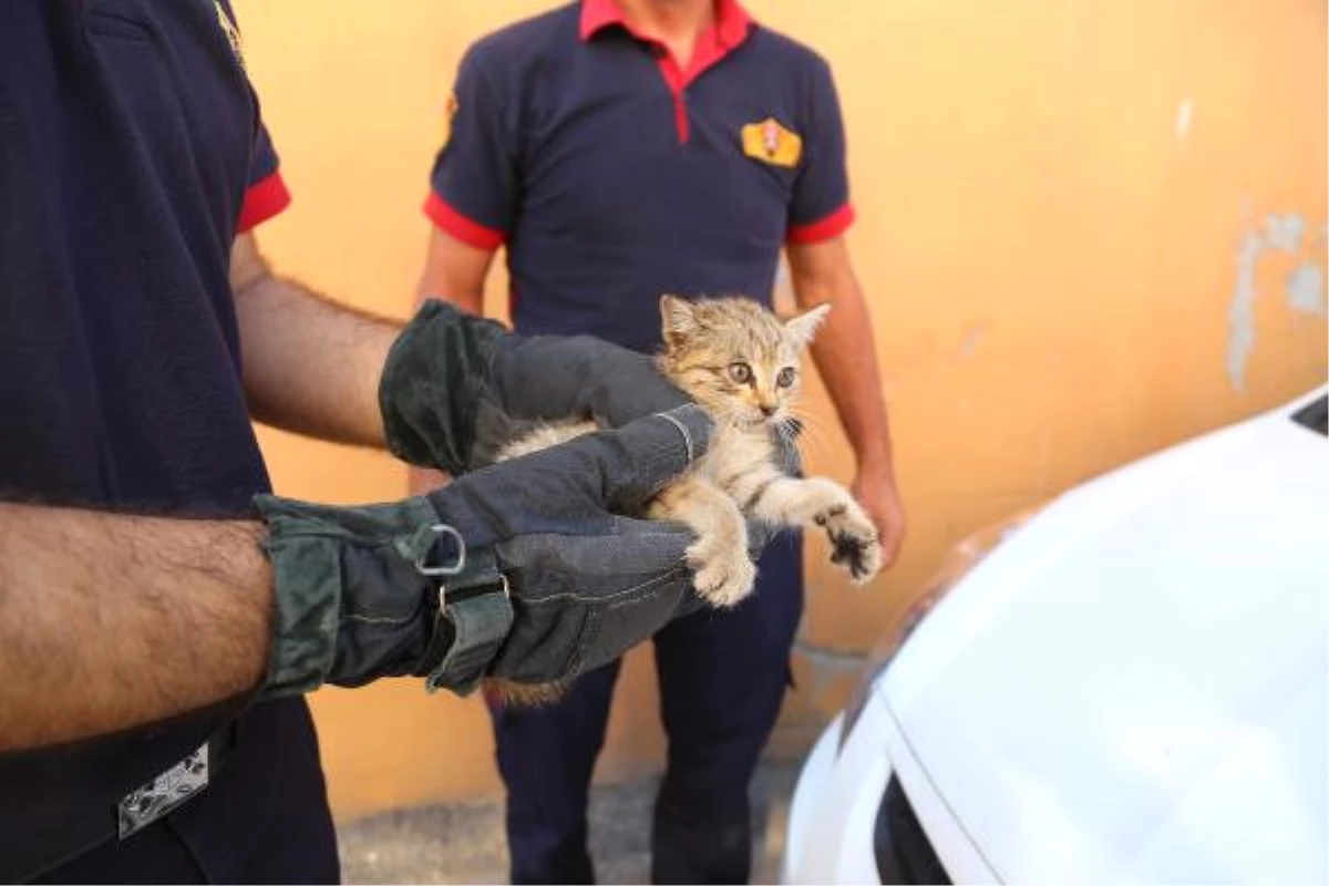 İtfaiye Kurtardıkça Araçlara Giren Yavru Kedi Sonunda Sahiplendirildi