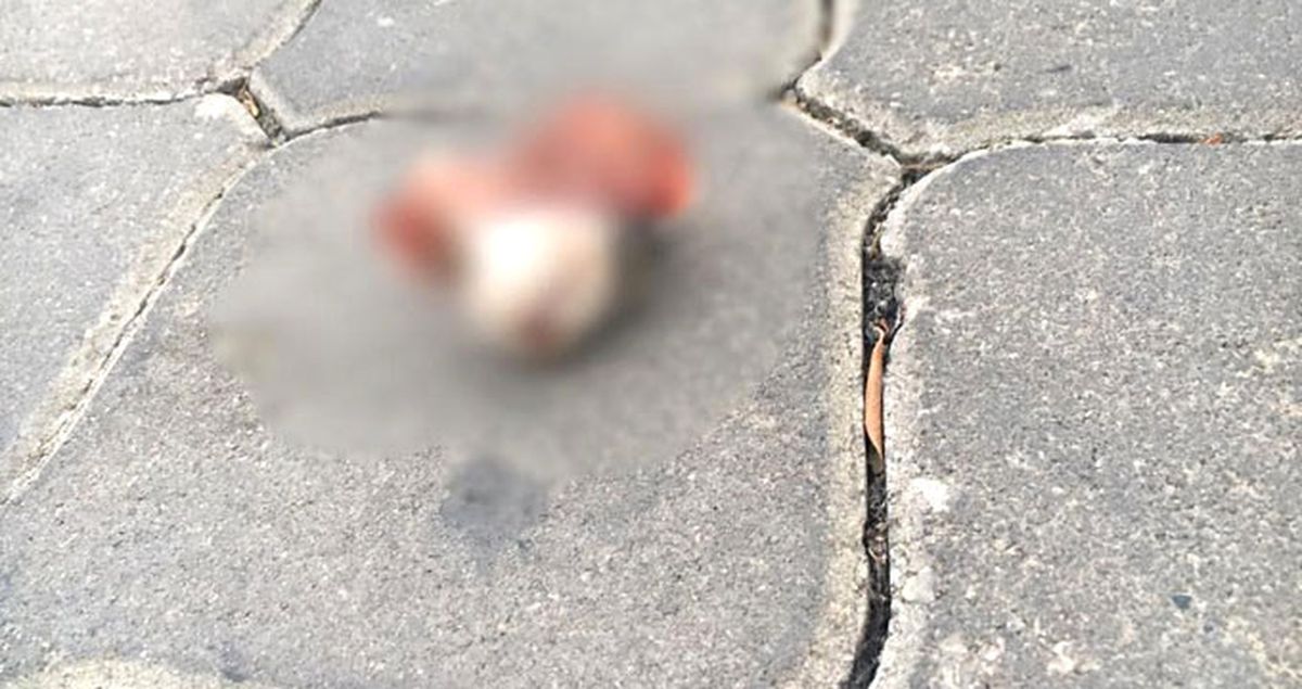 İzmir\'deki Kedi Vahşeti Görüntüleri Kan Dondurdu