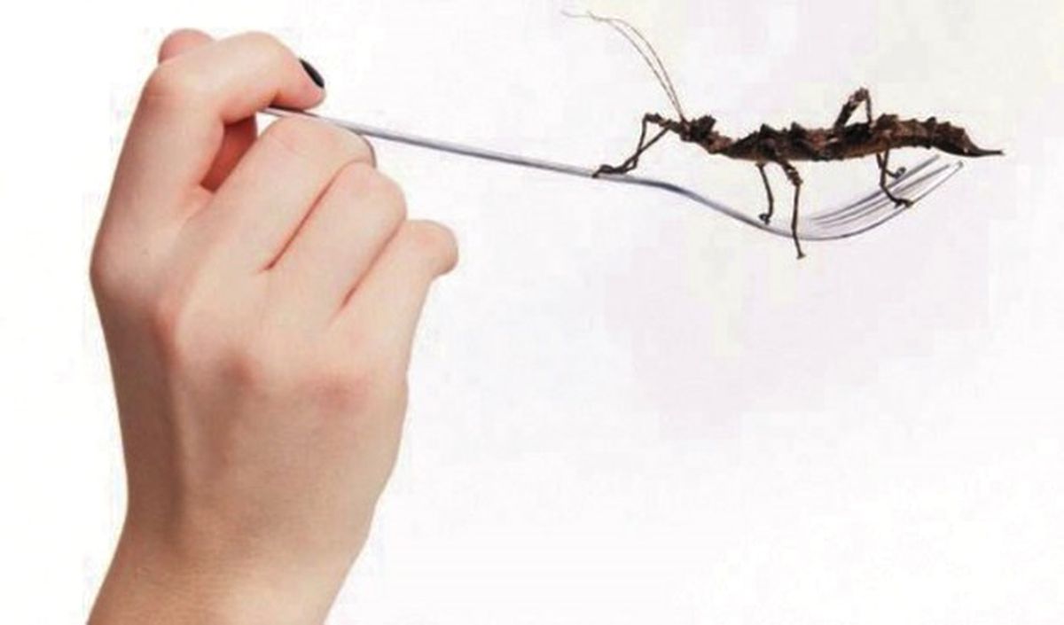 Sürdürülebilir Protein Kaynakları: Böcek ve Yosun