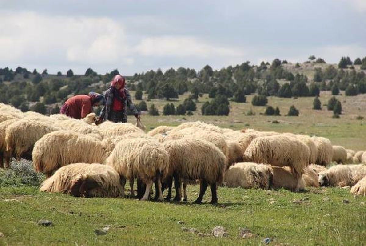 Türkiye Fao Ülke Programlama Çerçevesi Kapsamında 5 Yıllık İşbirliği Anlaşmasını İmzaladı