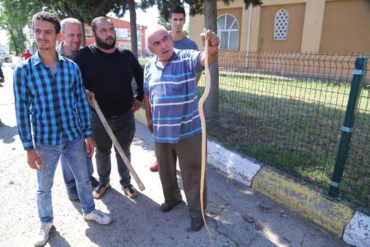 Vites Kutusundan Çıkan Yılan Korkuttu