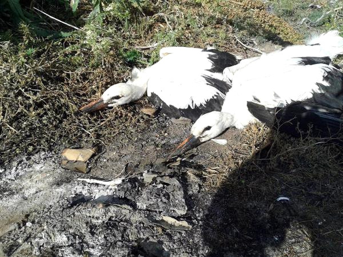 Yavru Leylekler Düştükleri Yuvaya Yerleştirildi