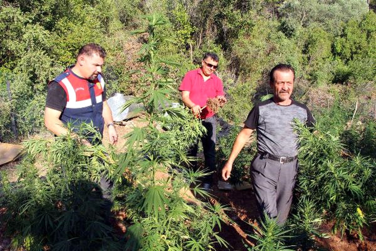 Babadağ\'ın Eteğinde Esrar Tarlası