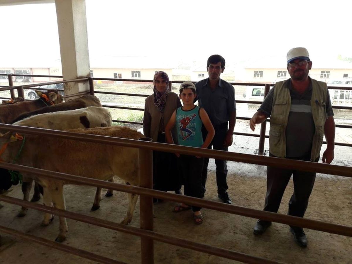 Bulanık\'ta Damızlık Düve Dağıtımı
