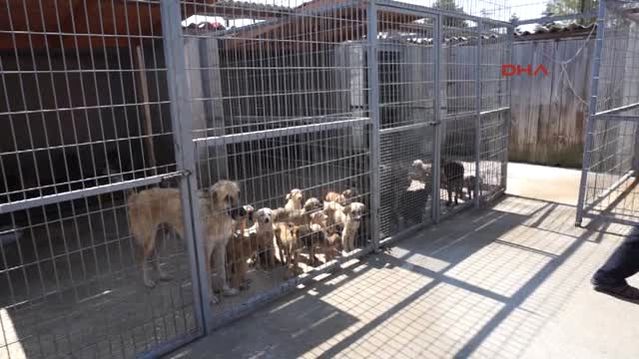 Edirne Sicaktan Bunalan Kopekler Hortumla Serinletiliyor Son Dakika