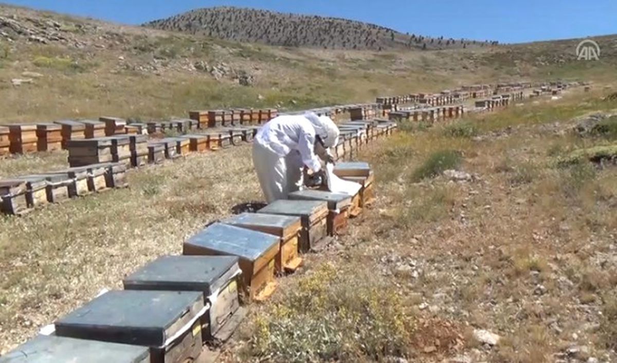 Eğriçayır Balı Katar Yolcusu