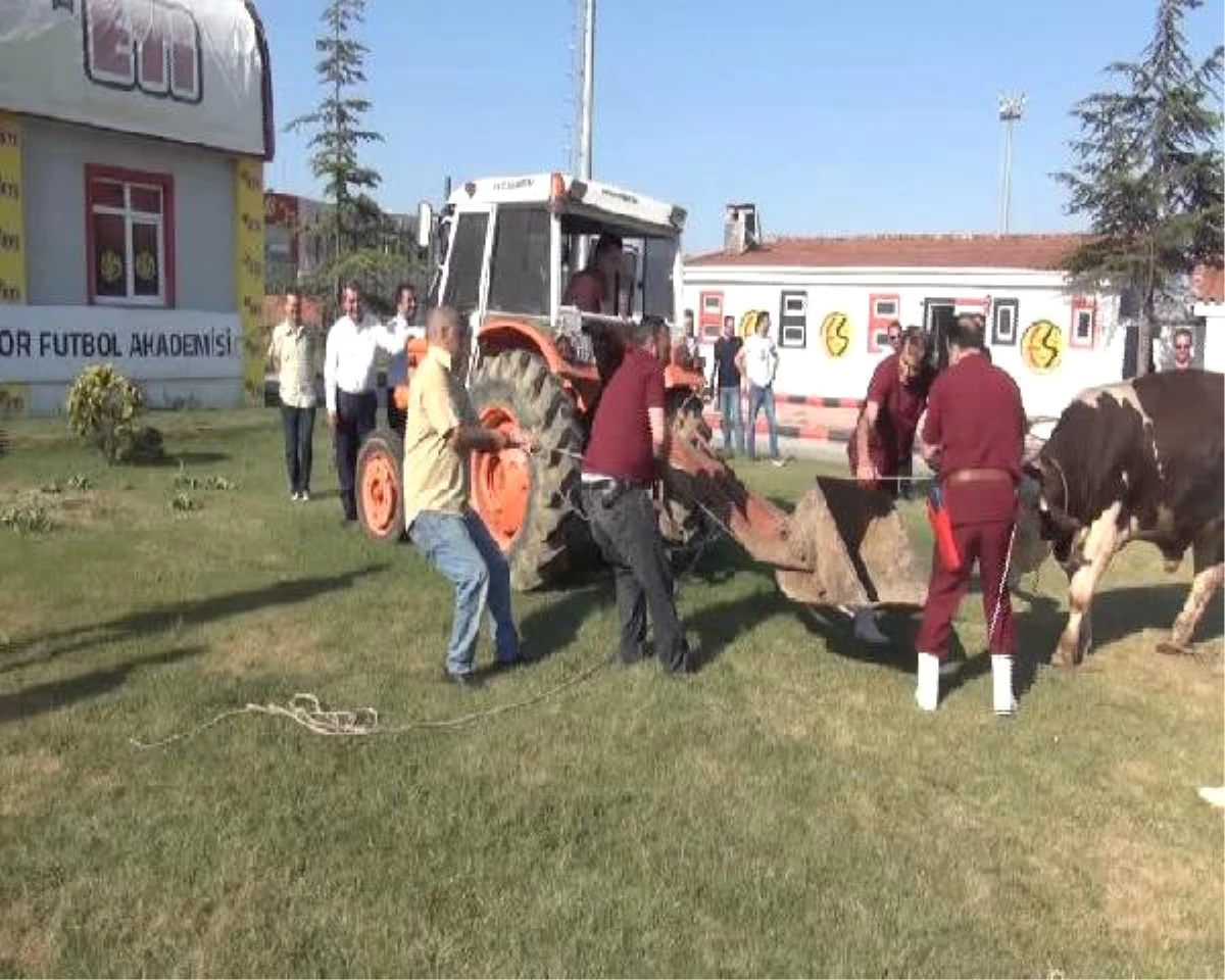 Eskişehirsporlu Yöneticiler, Kurbanlık Danadan Kaçıp Traktörün Arkasına Saklandı