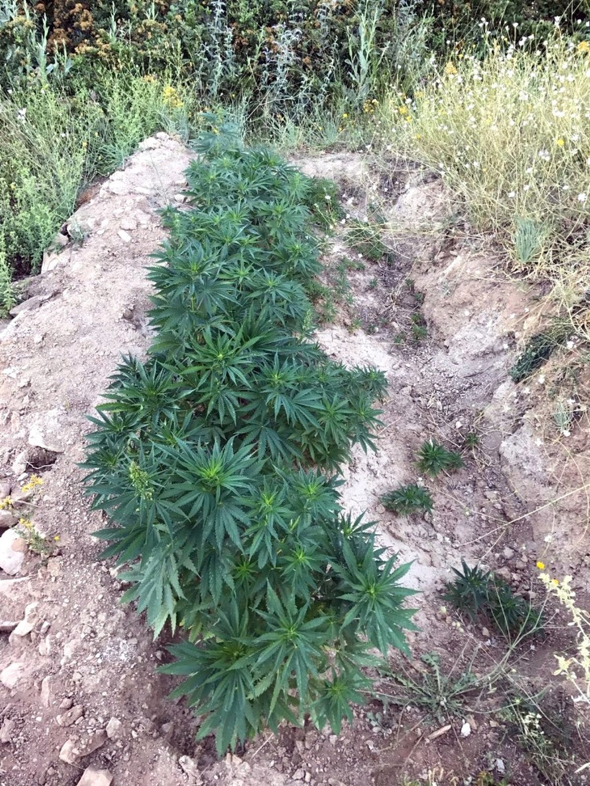 Kahramanmaraş\'ta Uyuşturucu Operasyonu