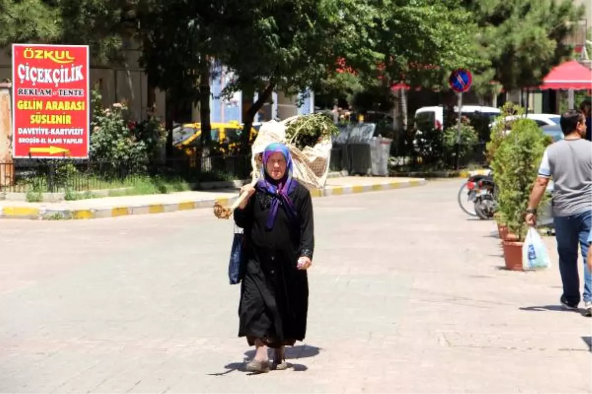 Kesilen Ağacını Omuzlayıp Belediyeye "Neden Kestiniz" Diye Hesap Sordu