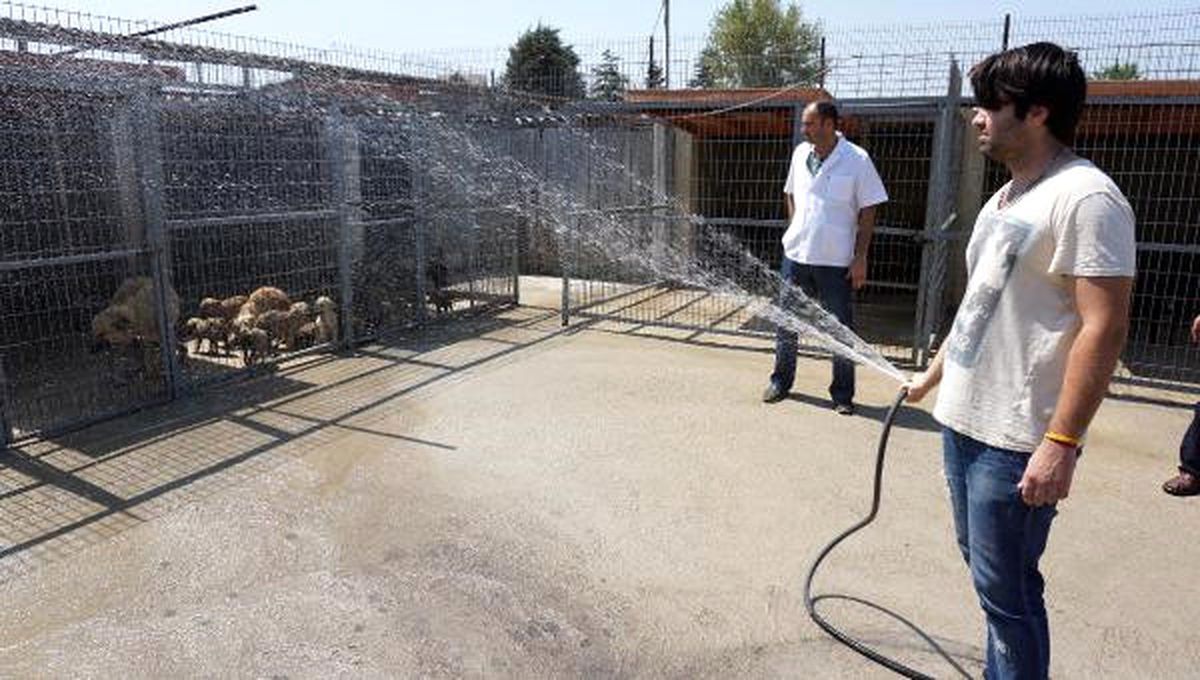 Sıcaktan Bunalan Köpekler Hortumla Serinletiliyor