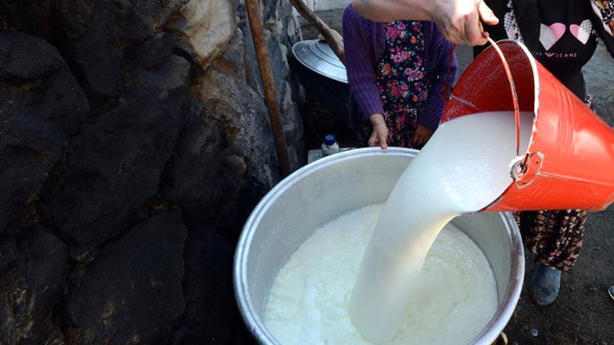 Toplanan İnek Sütü Miktarı Mayısta Azaldı