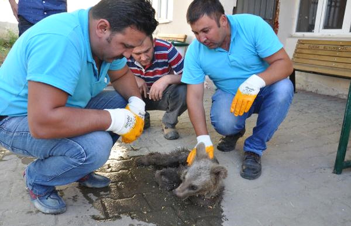 Yavru Ayıya Önce Geçler Sonra Belediye Sahip Çıktı