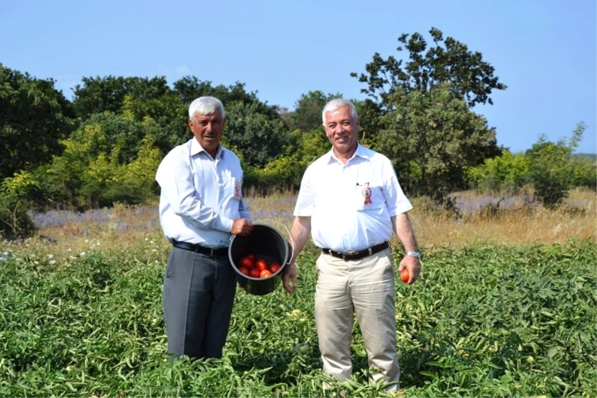 Biga\'da "Domates Hasat Şenliği"