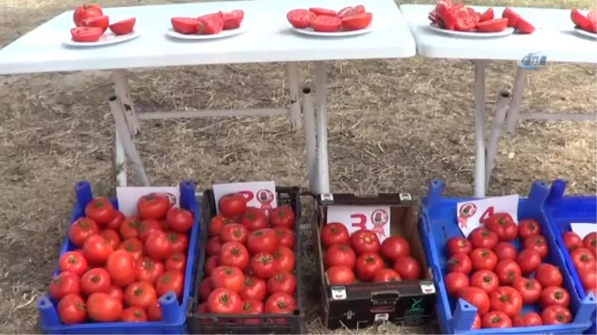 Biga\'da Domates Şenliği