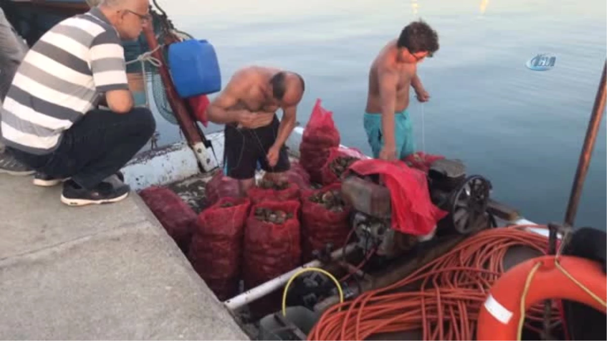 Deniz Salyangozu Balıkçıların Geçim Kaynağı Oldu