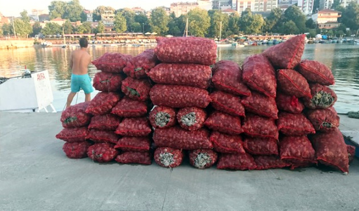 Deniz Salyangozu Balıkçıların Geçim Kaynağı Oldu