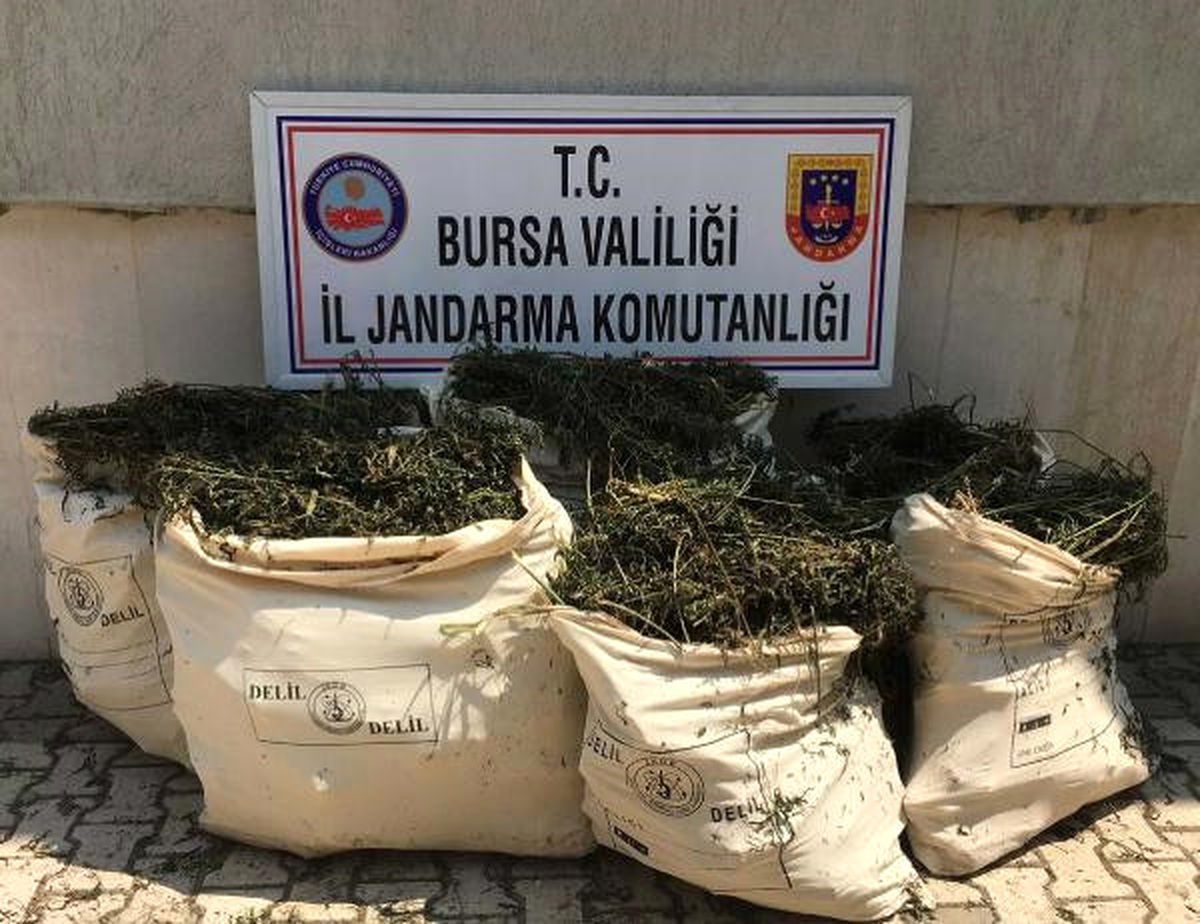 Göl İçindeki Sazlık Alanda Hintkeneviri Yetiştirdiler
