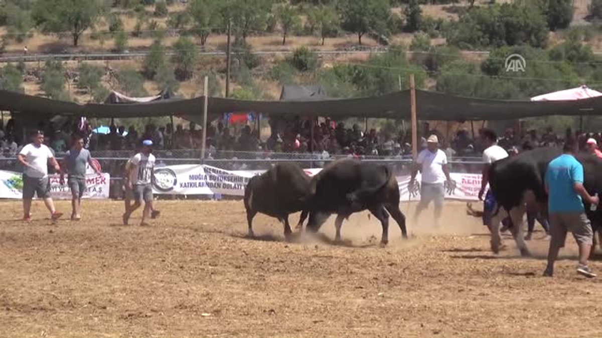 18. Akkaya Boğa Güreşleri