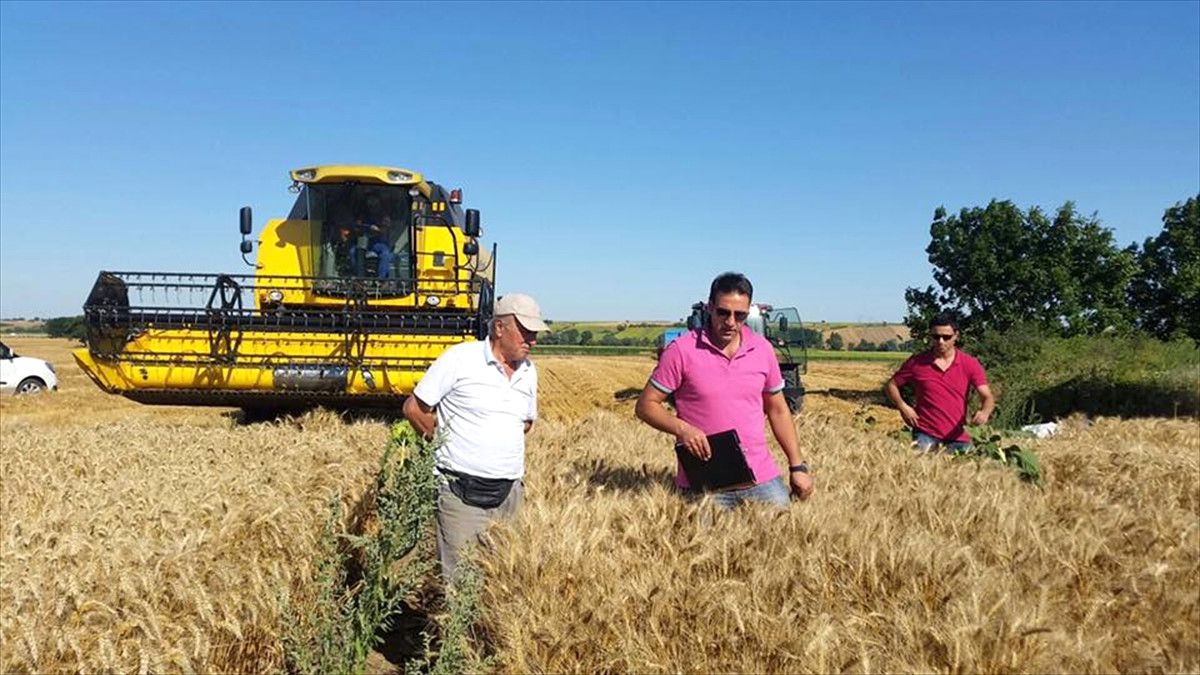 Deneme Buğday Çeşitleri Hasat Edildi