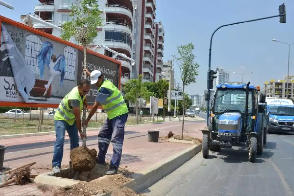 Mersin\'de Kesilen Ağaçların Yerine Yenileri Dikildi