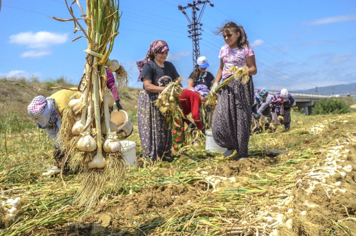 Sarımsağın Ana Vatanı Taşköprü\'de Hasat Başladı