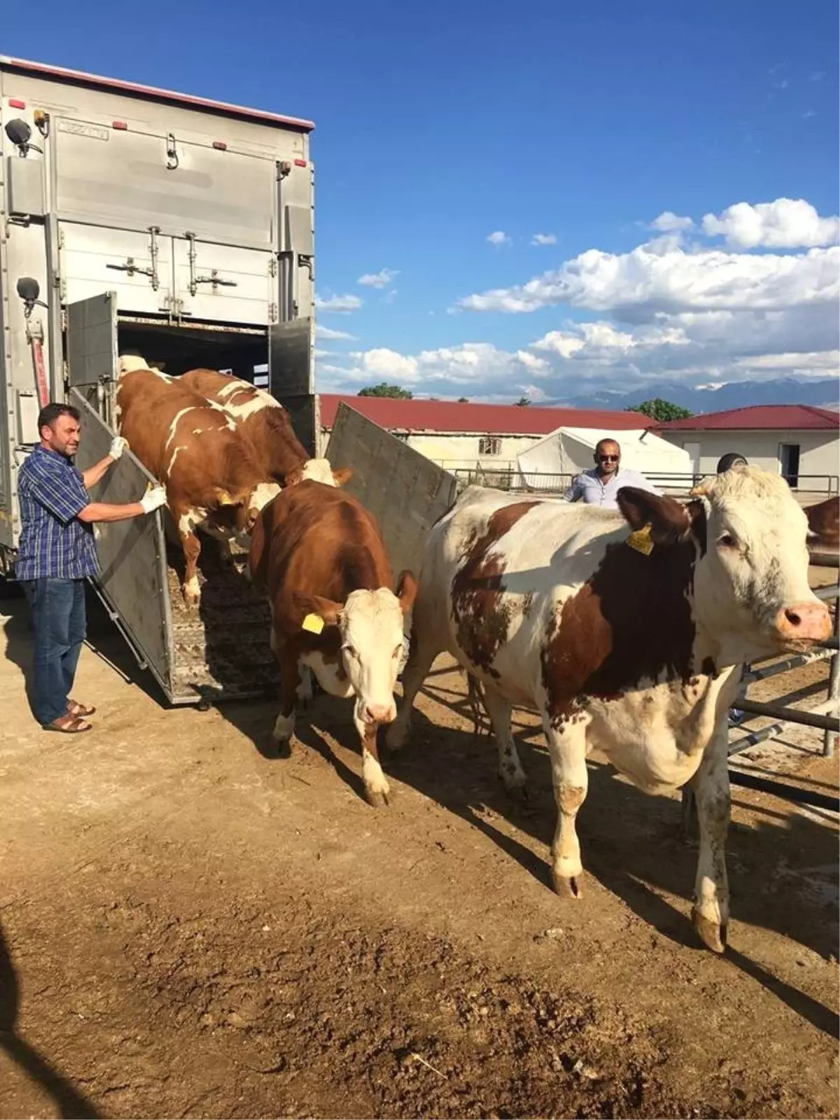 Avrupa\'dan İthal Edilen Hayvanlar Üreticilere Teslim Edildi