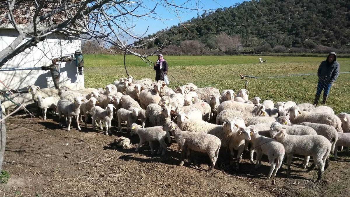 Aydın\'da \'Sürü Yönetimi Kursu\' Düzenleniyor, Artık Çobanlar da Ehliyetli Olacak