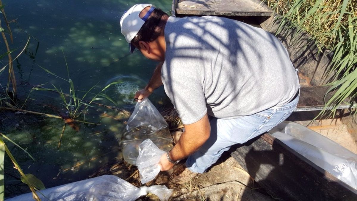 Aydın\'da Tatlı Sulara, Yavru Sazan Bırakıldı
