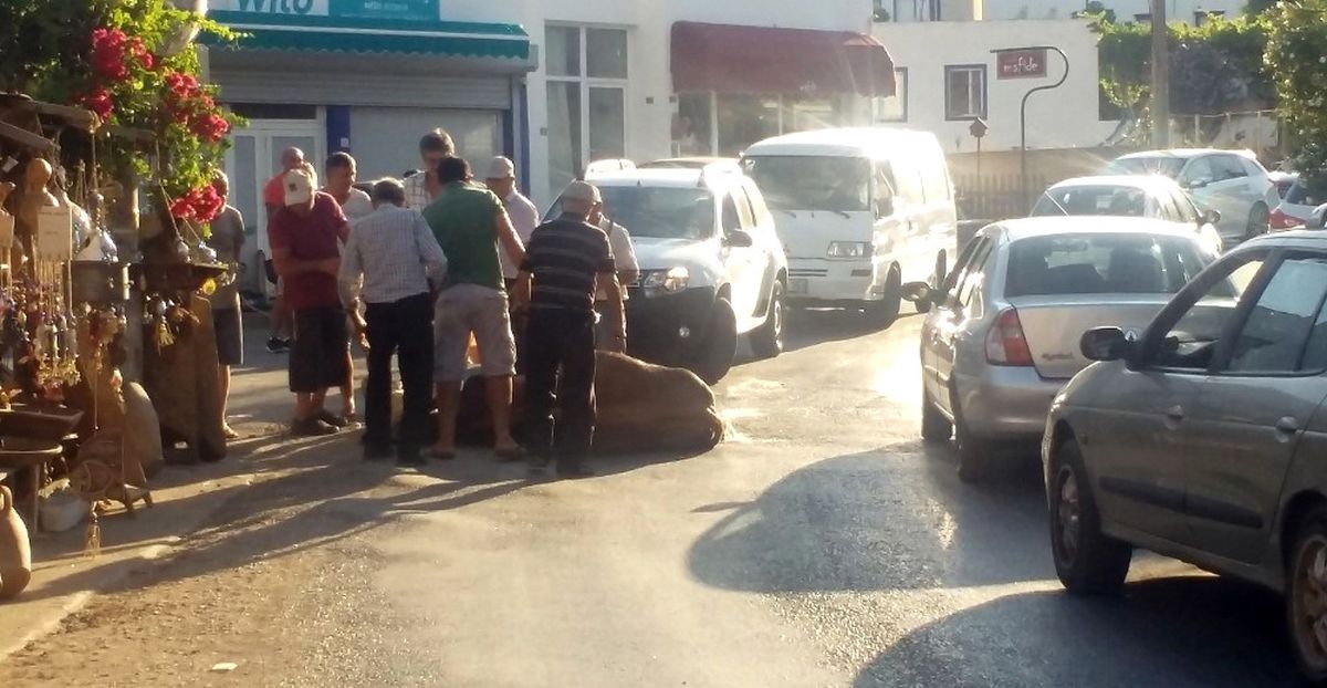 Bunaltıcı Sıcaklar Hayvanları da Etkiledi