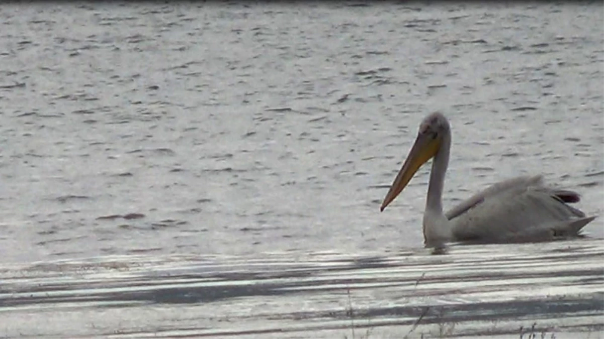 Çıldır ve Aktaş Gölü\'nü Pelikanlar Mesken Tuttu