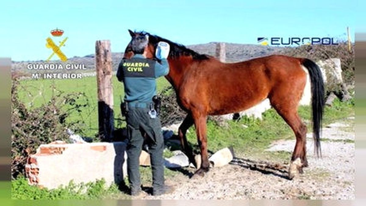 Europol İspanya Polisi İşbirliği Dev Şebekeyi Çökertti