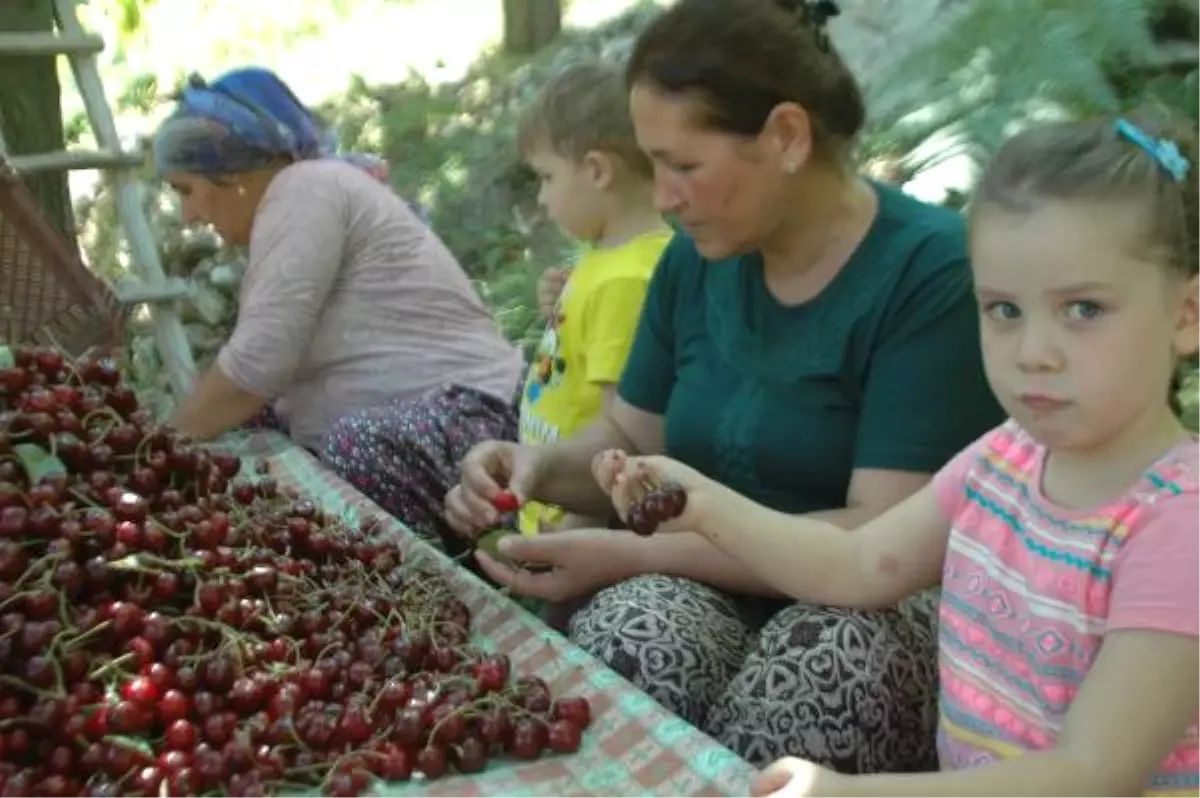 İngiliz Kraliyet Ailesinin İlgi Gösterdiği Çığşar Kirazının Hasadı Başladı