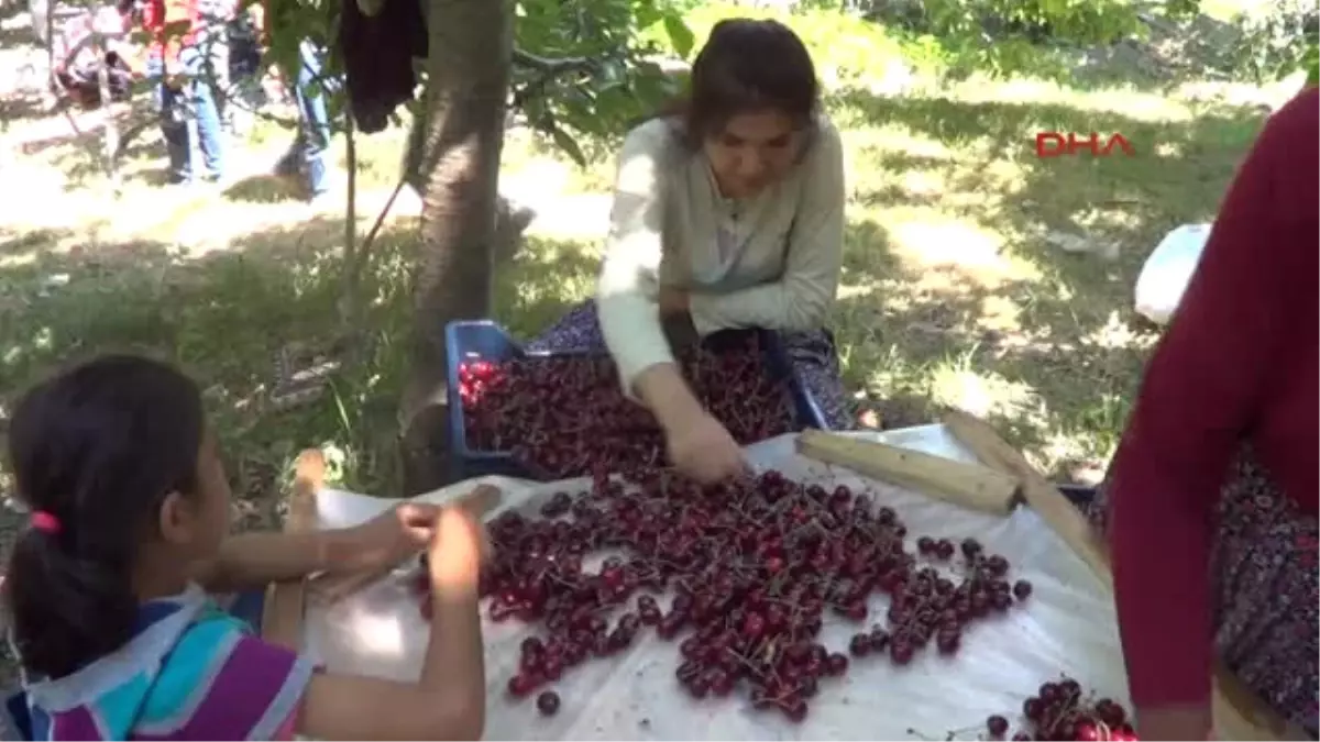 Kahramanmaraş Ingiliz Kraliyet Ailesinin Ilgi Gösterdiği Çığşar Kirazının Hasadı Başladı