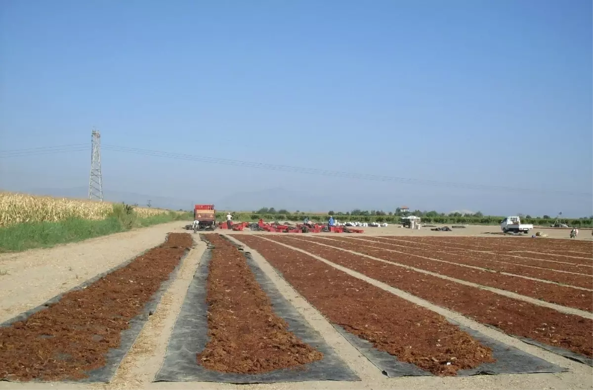 Kuru Üzümde Okratoksin-A Tehdidi Aşılacak