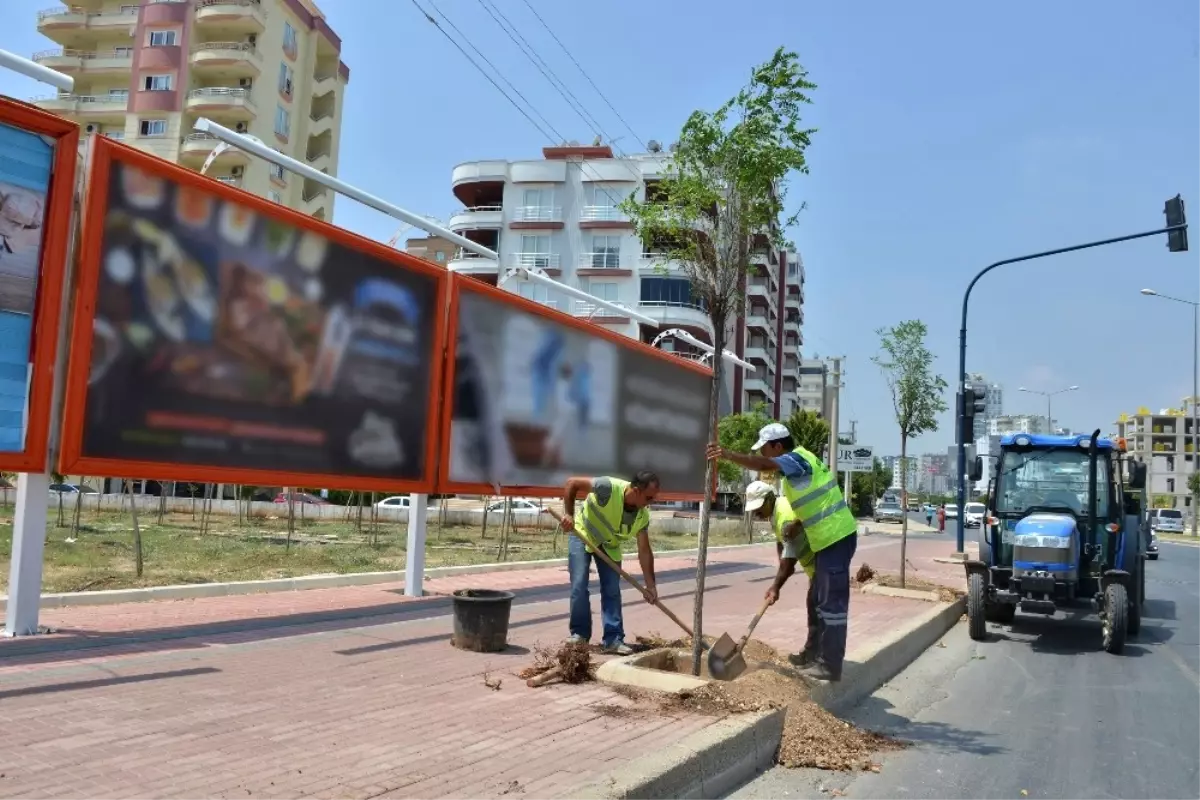 Mersin\'de Kesilen Ağaçların Yerine Yenileri Dikildi