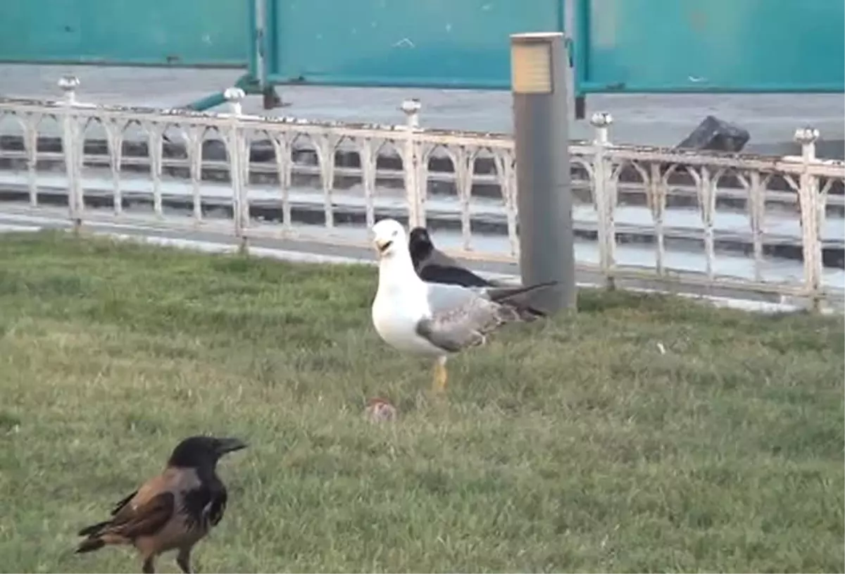 Taksim Meydanı\'nda Martı ile Karganın Et Kavgası Kamerada