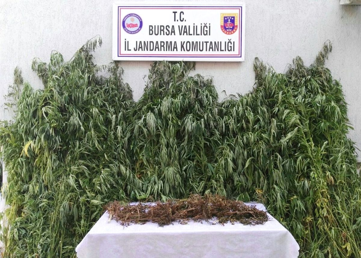 Sazlıklarda 330 Bin Liralık Uyuşturucu Ele Geçirildi