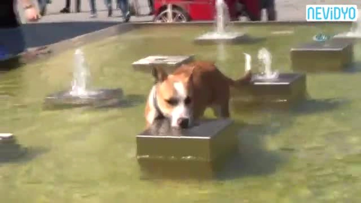 Sıcaktan Bunalan Köpeğin Fıskiye ile İmtihanı