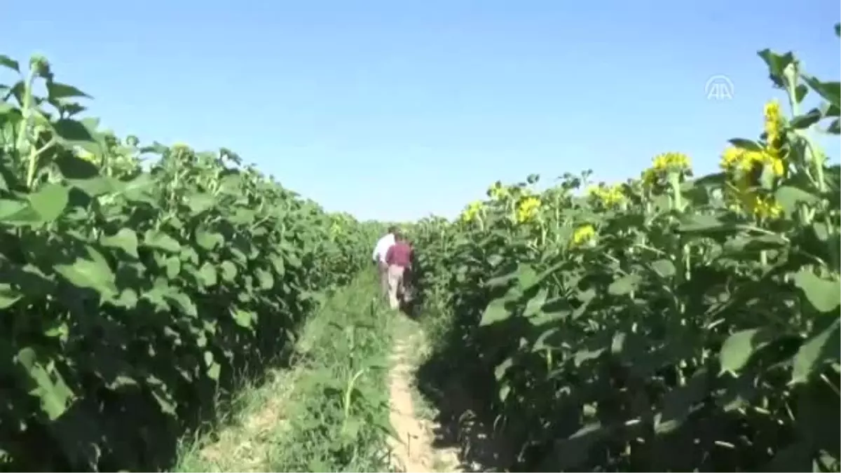 Karapınar Çiftçisi Yenilikleri Takip Ediyor"