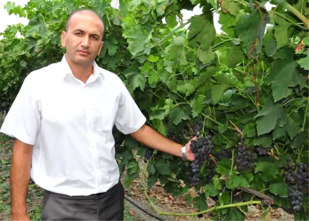 Tescillenen Yeni Çeşitte İlk Hasat Sevinci