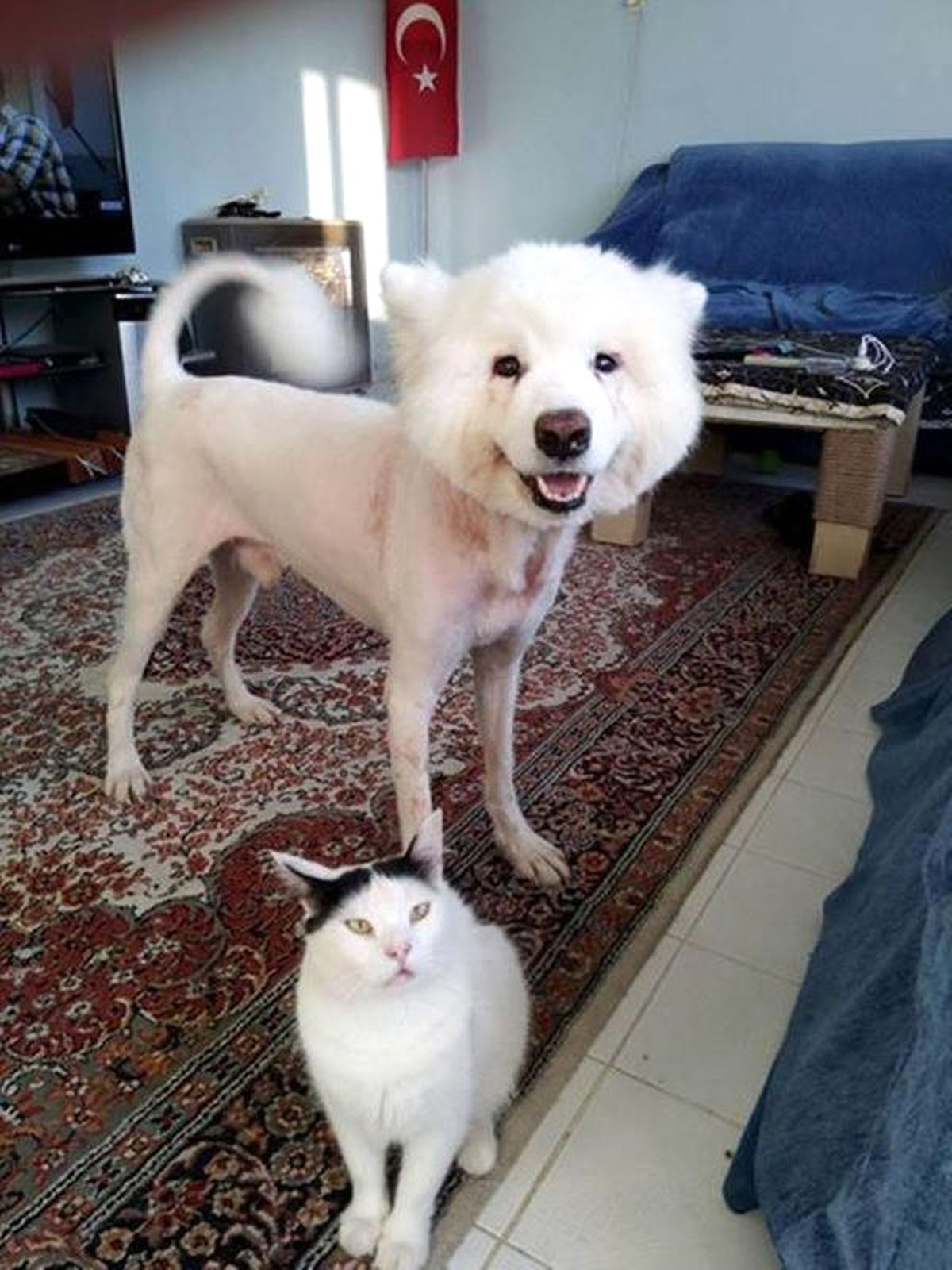 Vurulup, Barınağa Terkedilen Köpek, Sahiplendirildi