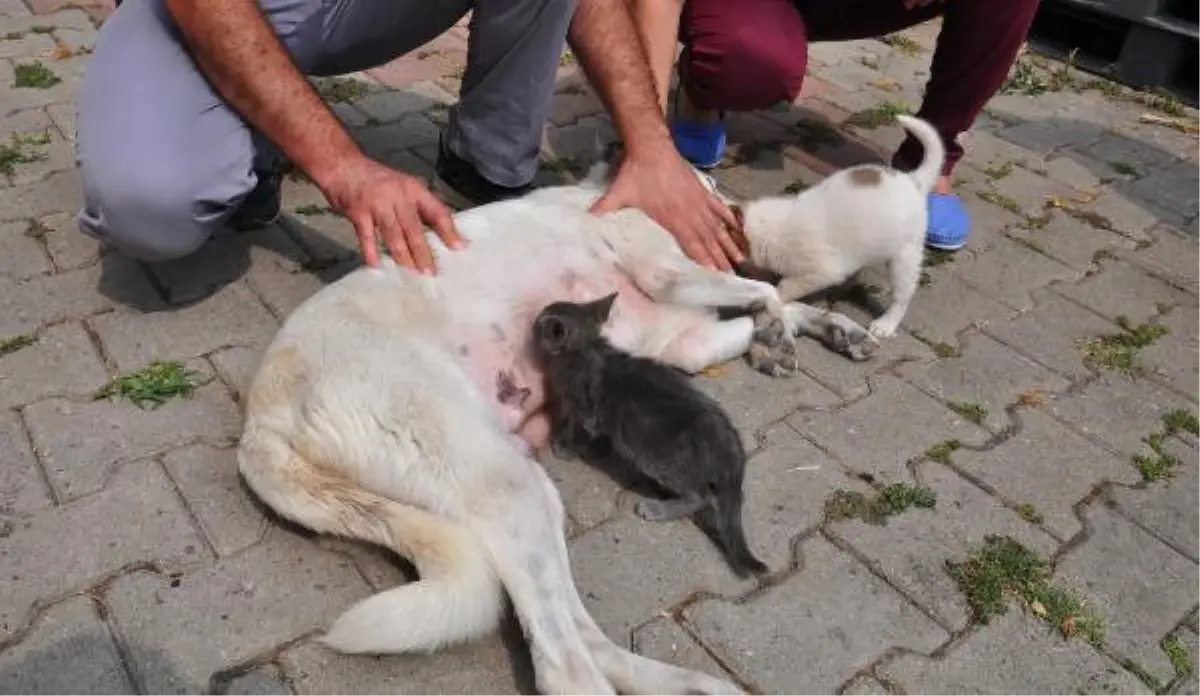 Anne Köpek, Yavru Kedinin Süt Annesi Oldu