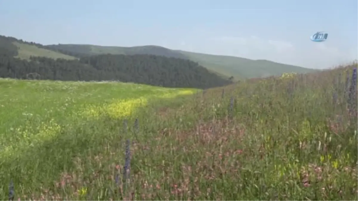 Ardahan\'da Renk Cümbüşü