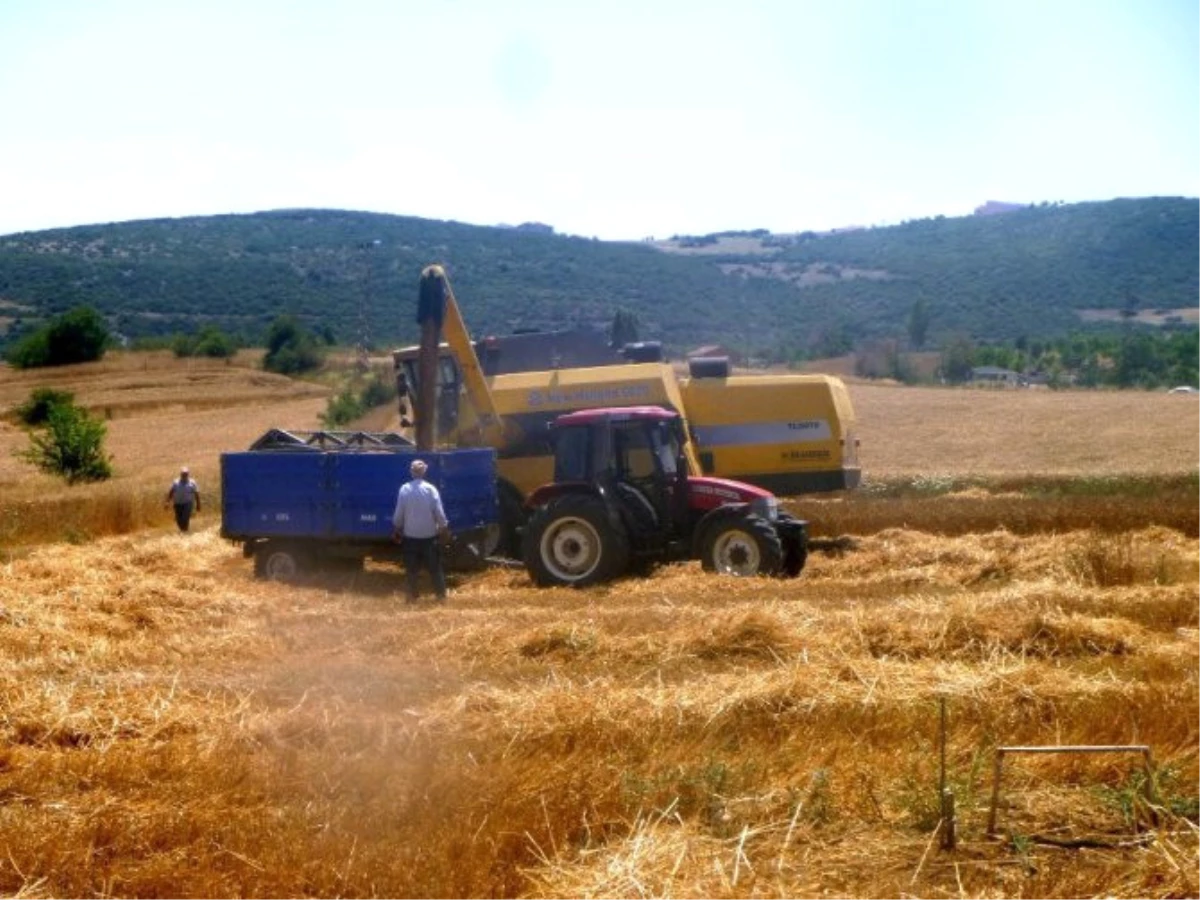 Buğday Üreticisinin Yüzü Gülüyor