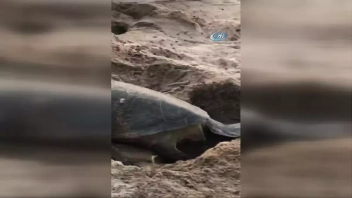 Caretta Caretta Yumurta Alanları Koruma Altında