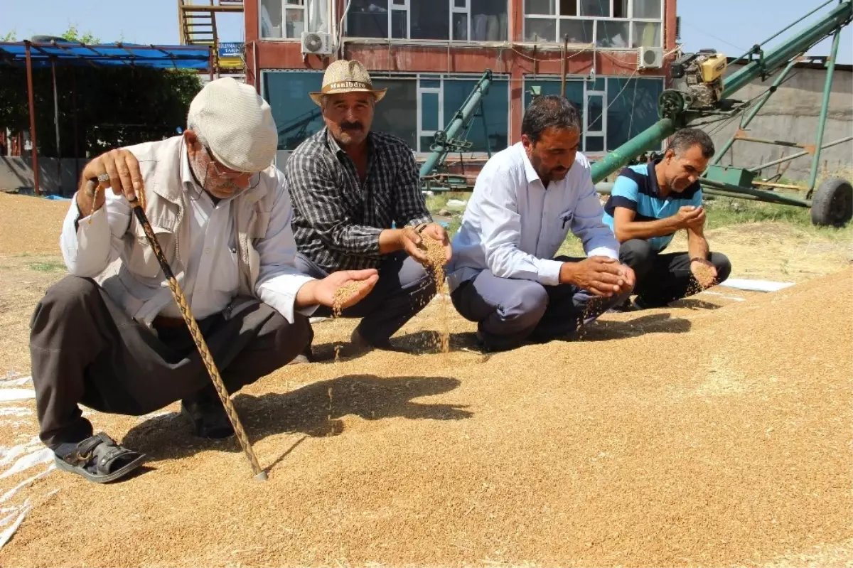 Çiftçi, Buğday Fiyatlarının Düzeltilmesini İstiyor